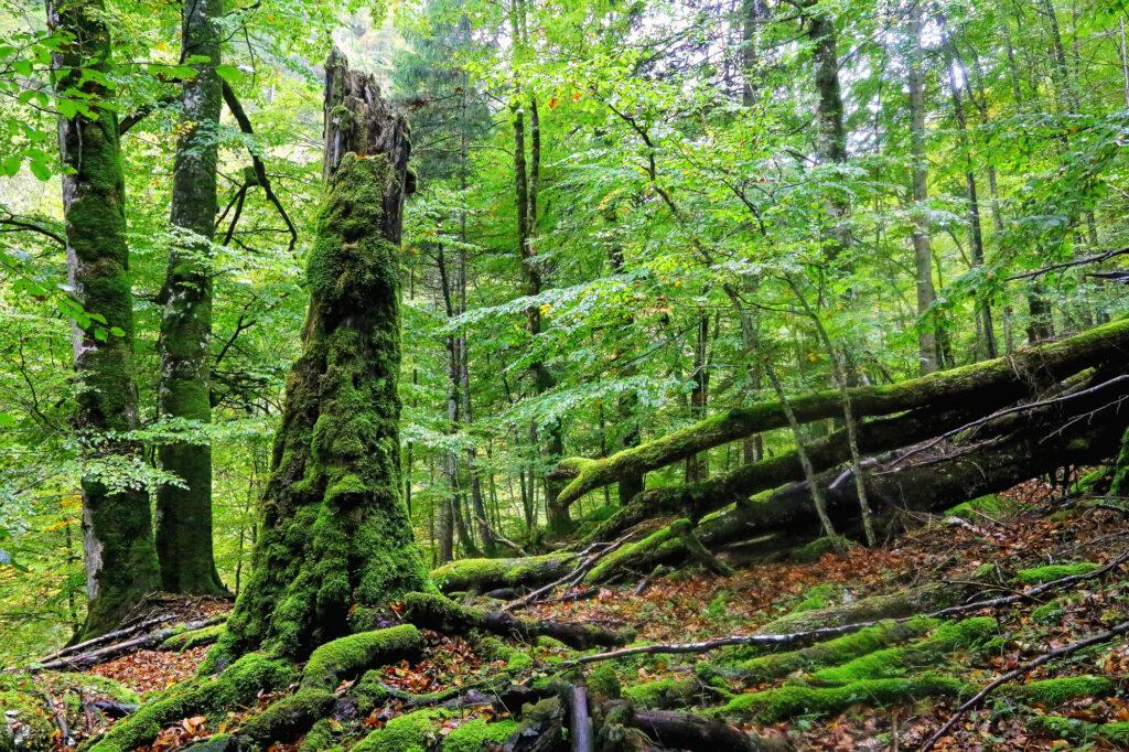 Buchenurwald im Reichraminger Hintergebirge, Nationalpark Kalkalpen, Österreich, UNESCO Weltnaturerbe
