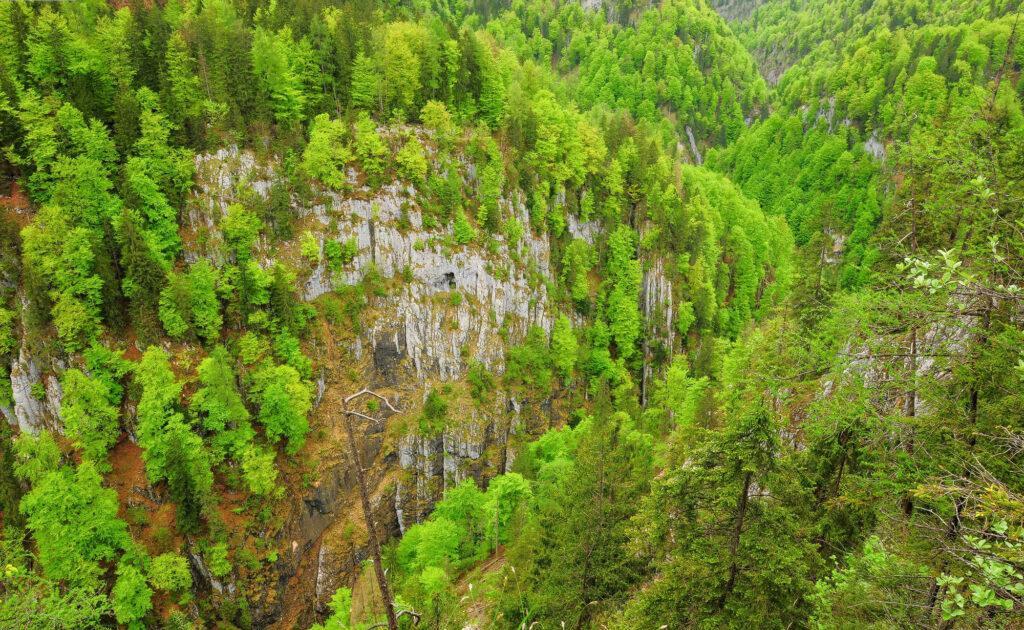 Buchenmischwald mit Schluchtwaldcharakter