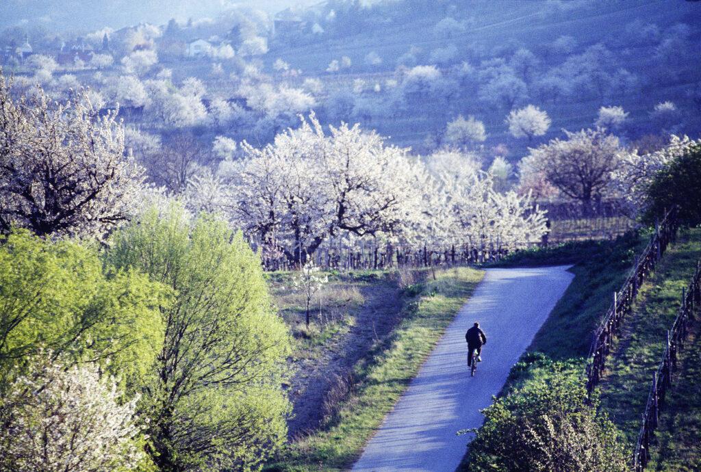 Burgenland in der Kirschblüte in Österreich